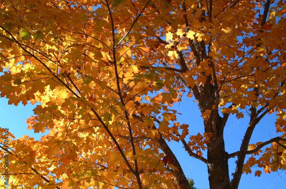 Fototapeta premium maple leaves in the fall