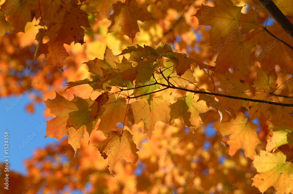 maple leaves in the fall maple leaves in the fall