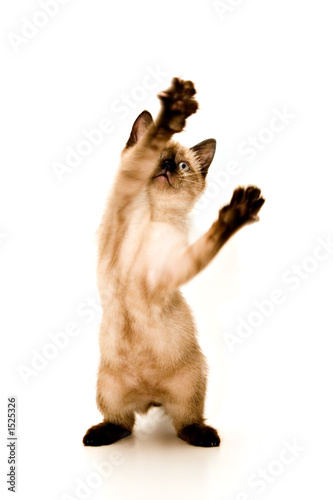 kitten attack