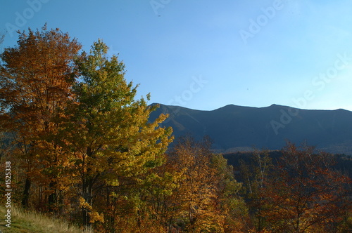 fall trees and mountains