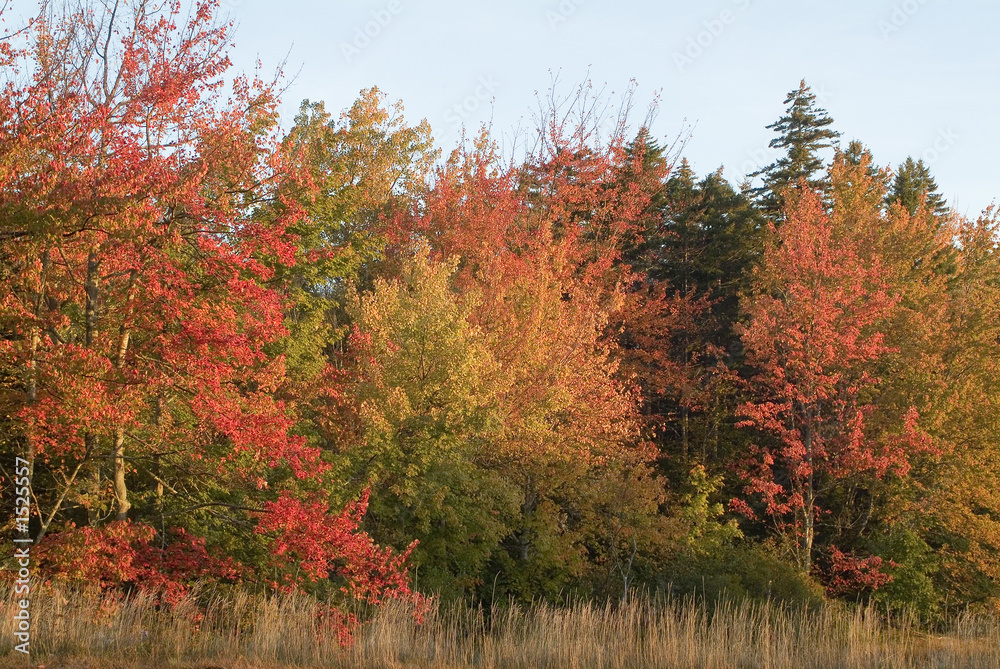 Obraz premium peak foliage trees at sunrise in maine