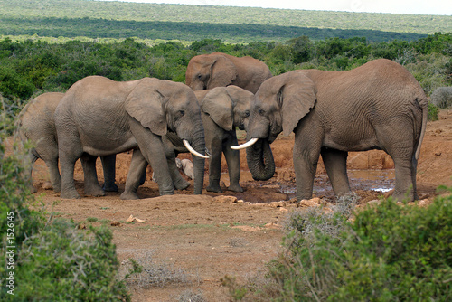 elefantenherde © Andreas Edelmann