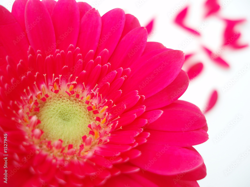 red gerbera red gerbera