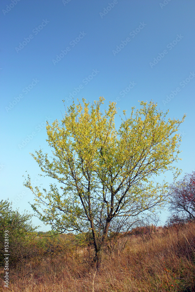yellow bush in the autumn countryside yellow bush in the autumn countryside