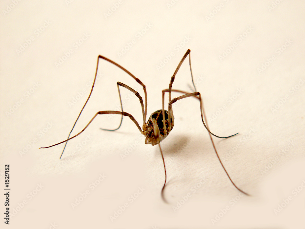 spider spider
