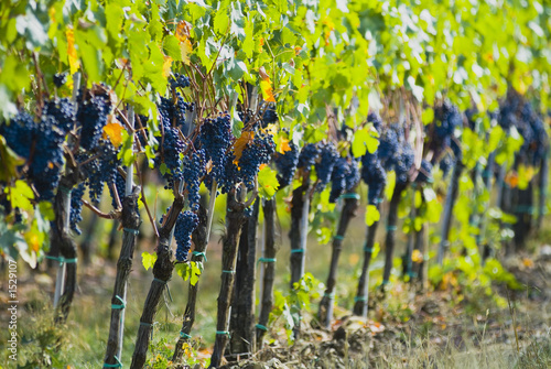 lush ripe wine grapes on the vipe photo