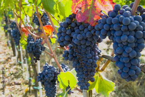 lush ripe wine grapes on the vipe photo