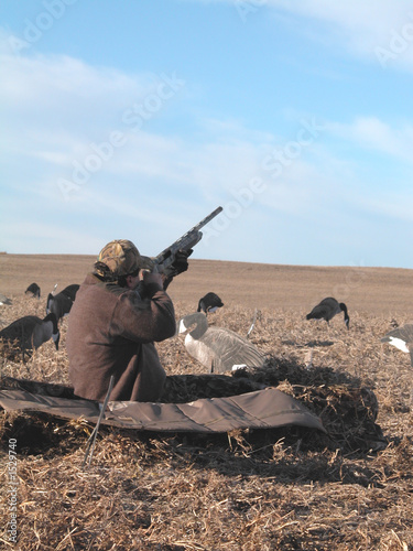 here they come as a goose hunter comes out of his ground blind with a shotgun to greet a flight of the big birds