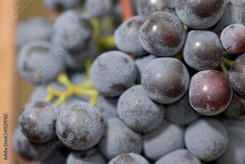 lush ripe wine grapes on the vipe photo