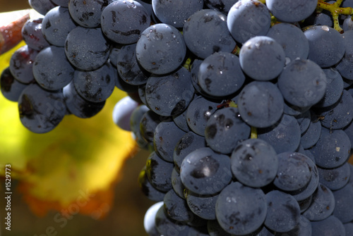 lush ripe wine grapes on the vipe photo