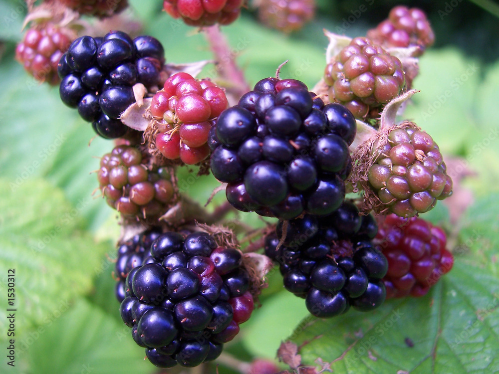 blackberries blackberries