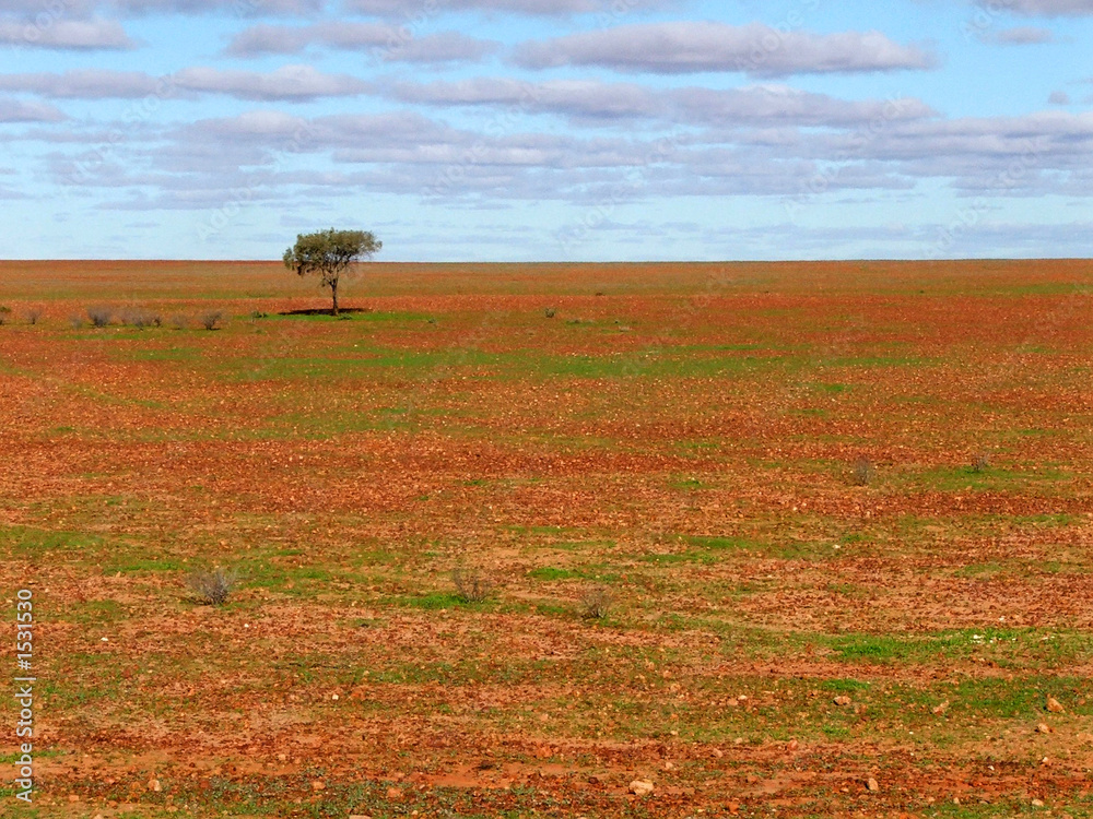 Fototapeta premium lone tree on gibber plain