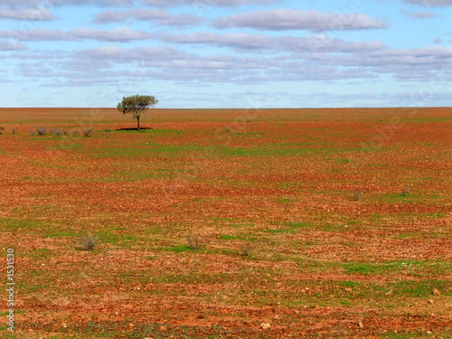 lone tree on gibber plain photo