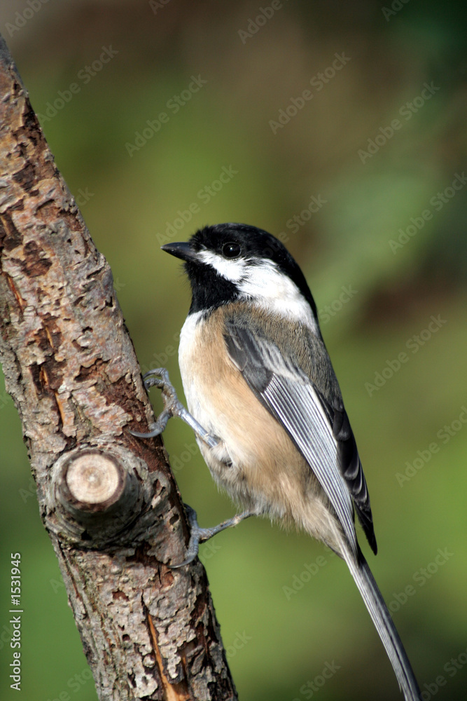 Obraz premium black capped