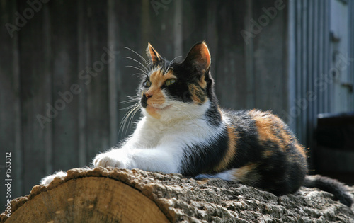 posing farm cat