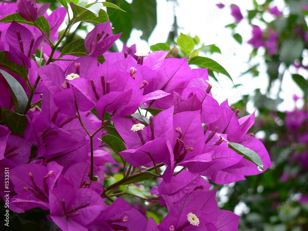 bougainville Stock Photo | Adobe Stock