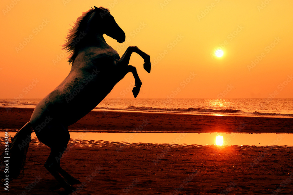 Fototapeta premium rearing horse at sunset