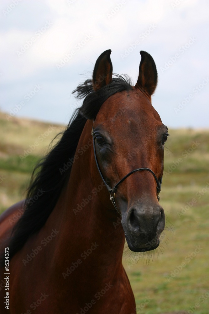 bay arabian portrait