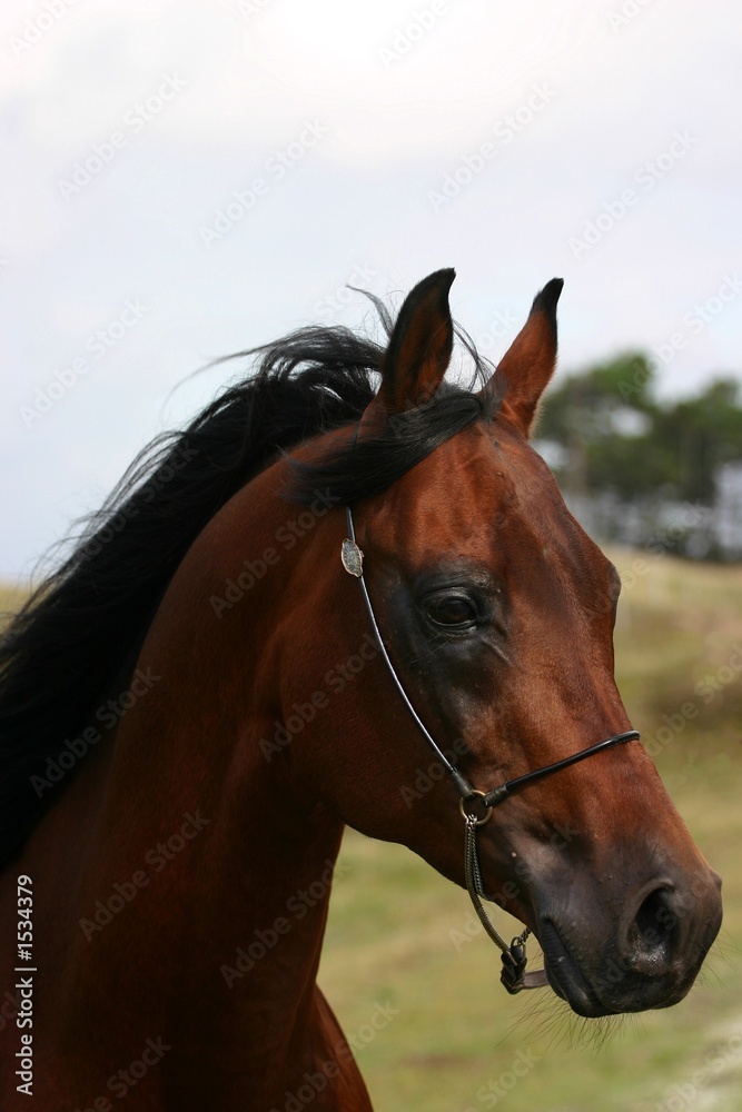 arabian stallion arabian stallion