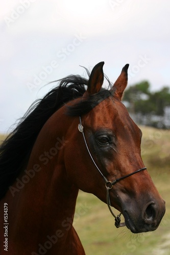 arabian stallion © E. Spek