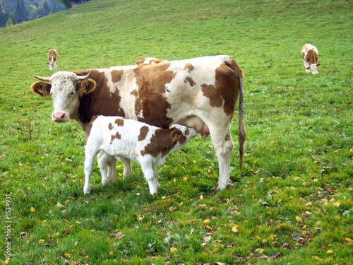 landwirtschaft