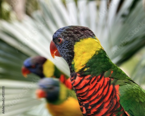 Canvas Print colorful birds