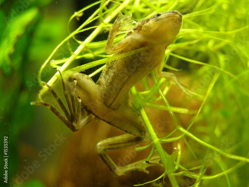 little chinese frog underwater