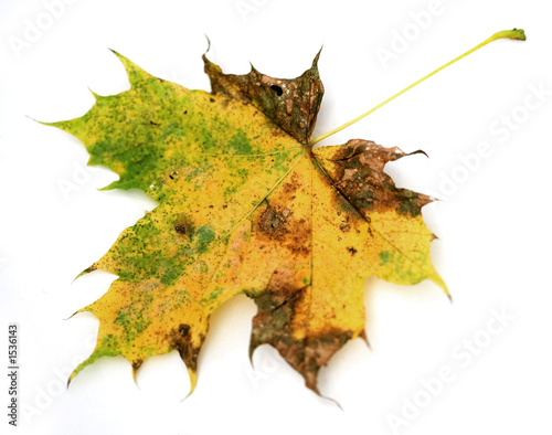 Tapety artystyczne leaf 34