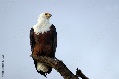 african fish eagle