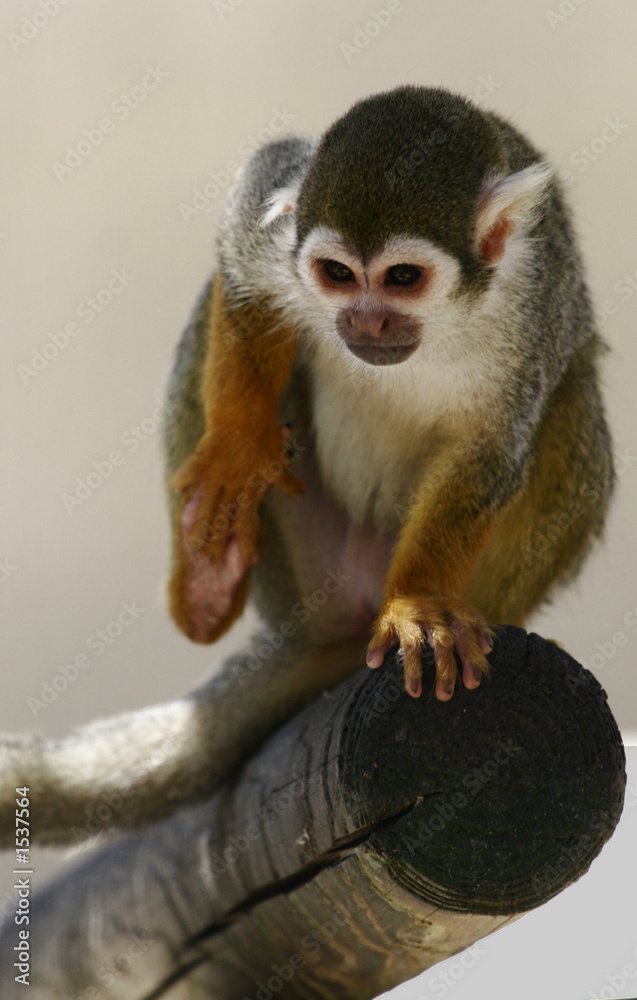 Obraz premium petit singe 5