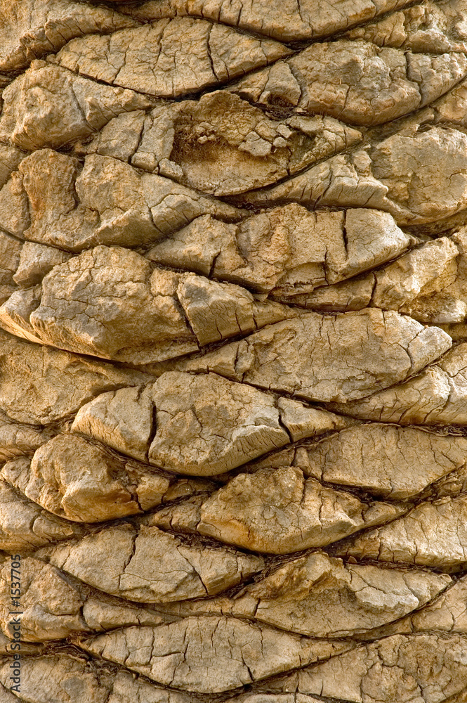 palm bark palm bark