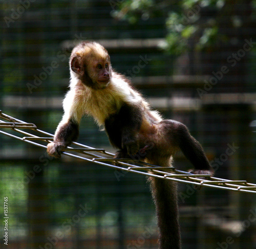 petit singe