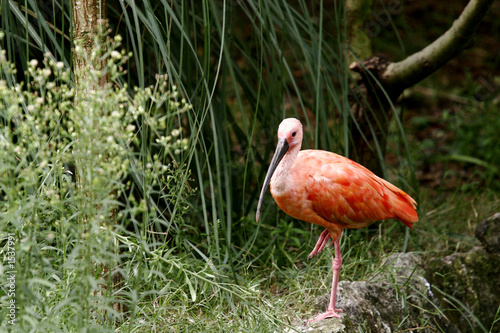 oiseau 3