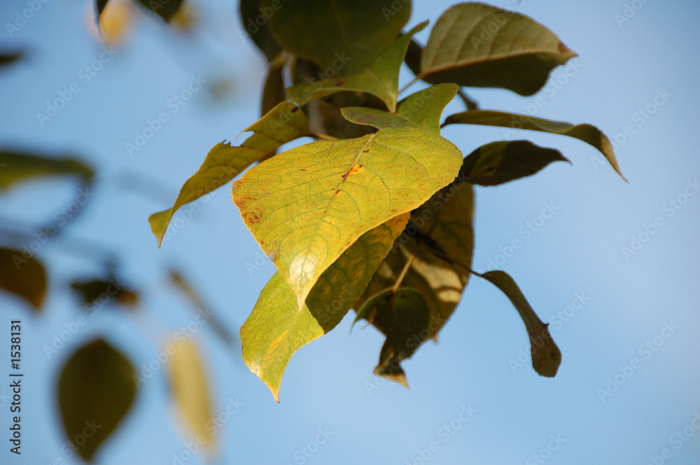 Obraz premium a fall leave