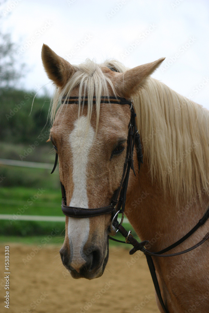 palomino palomino