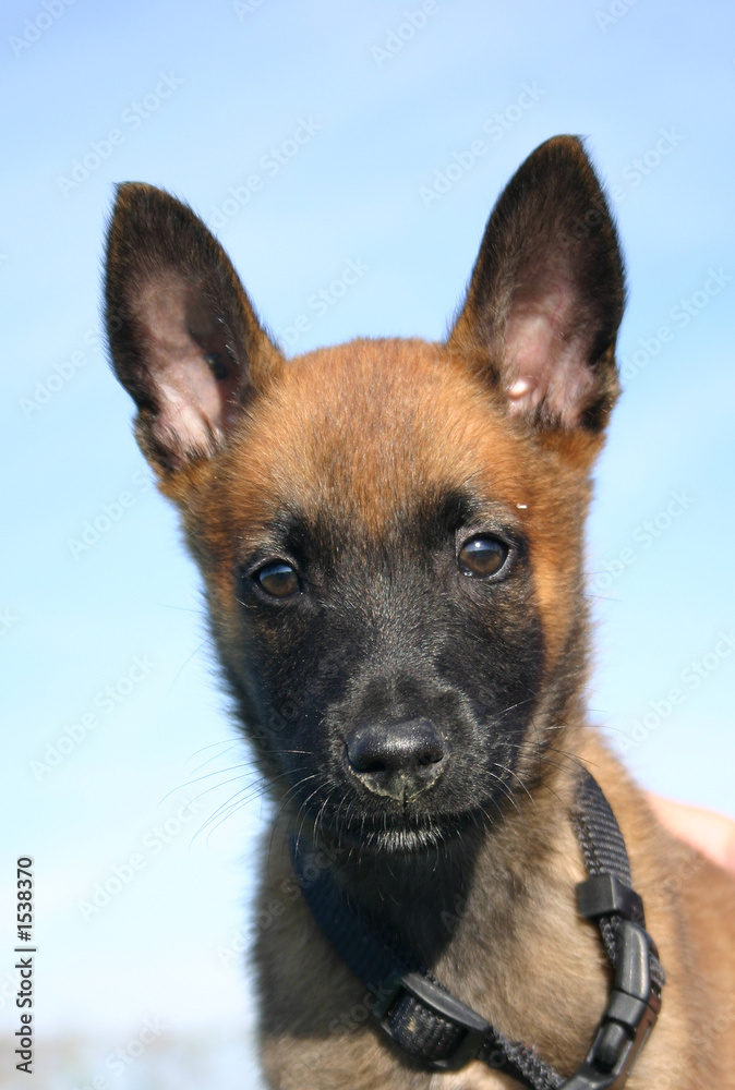 bébé malinois bébé malinois