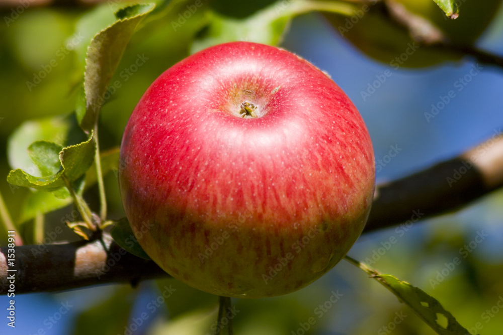 apple apple