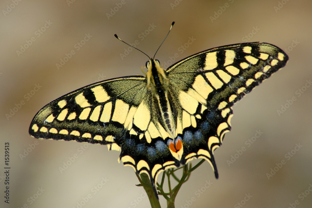 machaon machaon