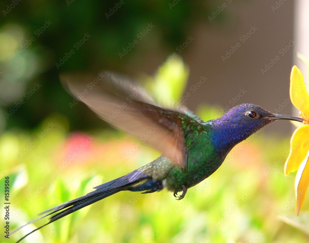 Fototapeta premium eupetomena macroura 3