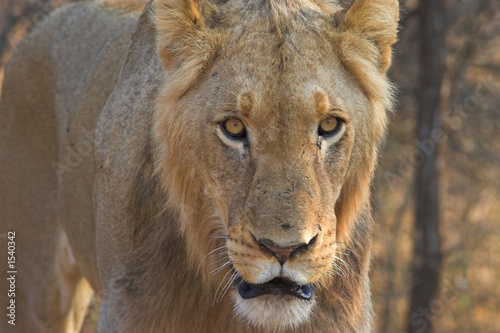 Fototapeta Naklejka Na Ścianę i Meble -  young male lion