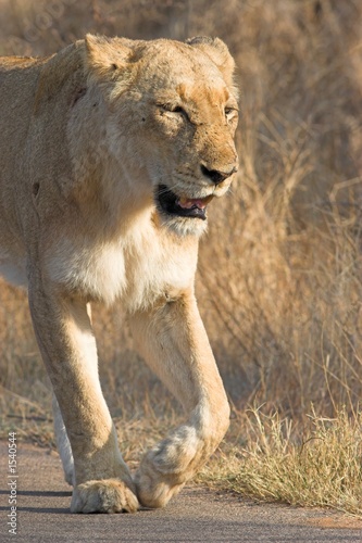 walking lioness