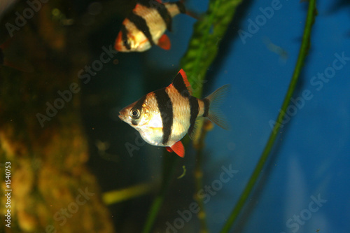 exotic fish, barbus tetrazona photo