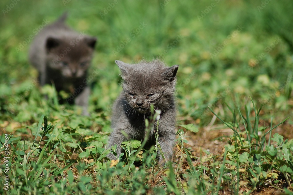 deux petits chartreux 2