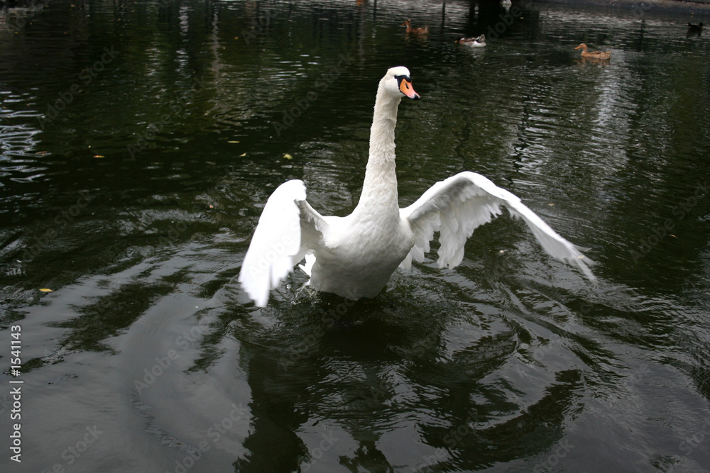 Fototapeta premium white swan