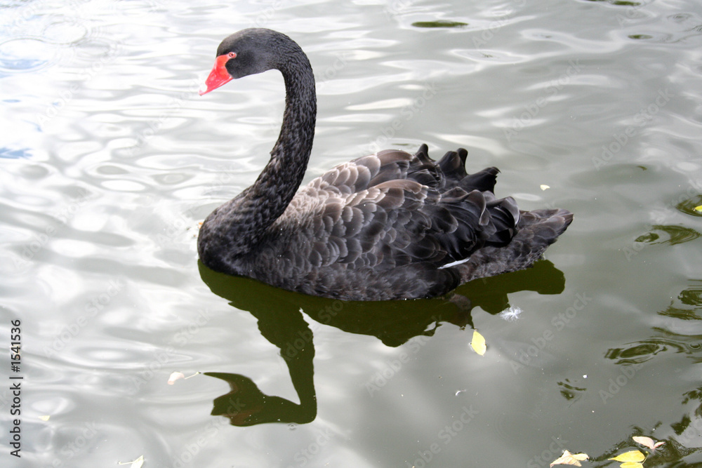 Naklejka premium black swans