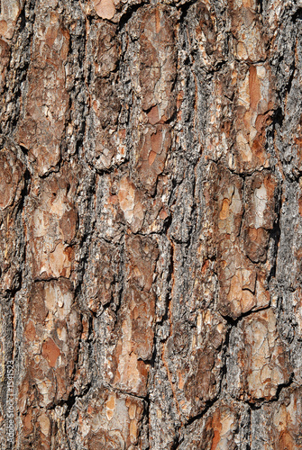 vertical tree bark