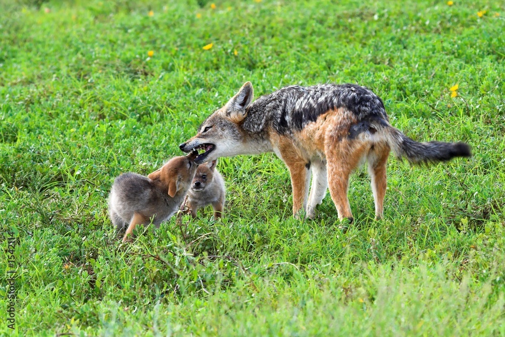 Fototapeta premium gimme some