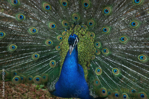 indian peafowl
