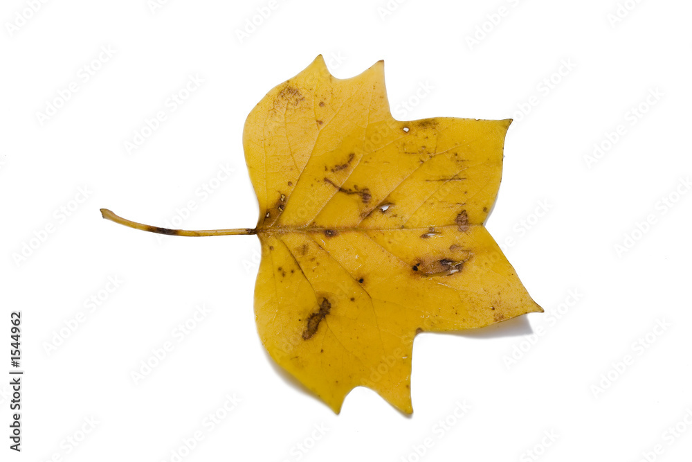 Naklejka premium tuliptree autumn leaf