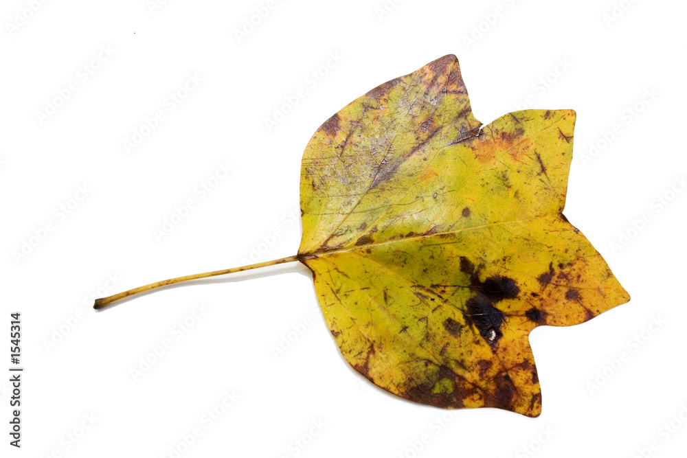 Naklejka premium worn leaf